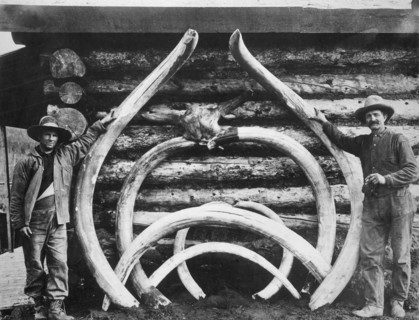 Ancient bones of mastodons, between c1900 and c1930. Creator: Unknown.