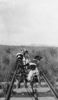 Dog team, between c1900 and 1916. Creator: Unknown.