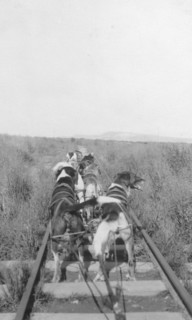 Dogs pulling pupmobile, between c1900 and 1916. Creator: Unknown.