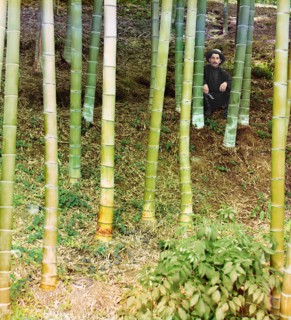 Moozo bamboo, Chakva, between 1905 and 1915. Creator: Sergey Mikhaylovich Prokudin-Gorsky.