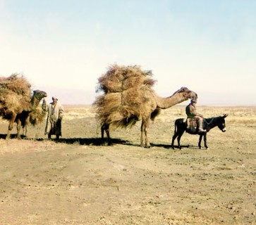 Camel caravan carrying thorns for fodder, Golodnaia Steppe, between 1905 and 1915. Creator: Sergey Mikhaylovich Prokudin-Gorsky.