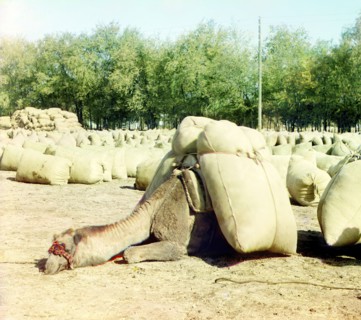 Camel loaded with sacks, between 1905 and 1915. Creator: Sergey Mikhaylovich Prokudin-Gorsky.