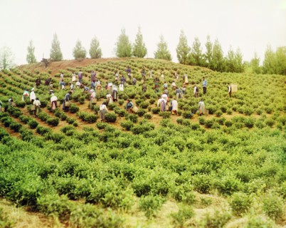 Harvesting tea: Group of Greek women, Caucasus [Chakva], between 1905 and 1915. Creator: Sergey Mikhaylovich Prokudin-Gorsky.
