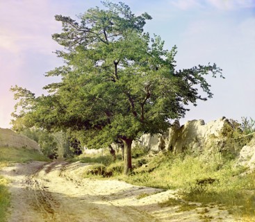 Mulberry tree, Samarkand, between 1905 and 1915. Creator: Sergey Mikhaylovich Prokudin-Gorsky.