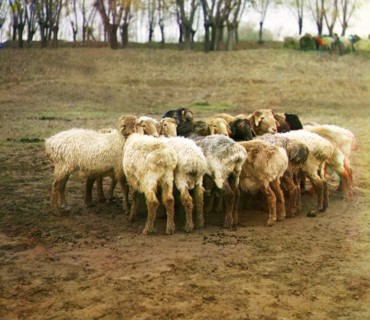 Fat [sic] sheep, Golodnaia Steppe, between 1905 and 1915. Creator: Sergey Mikhaylovich Prokudin-Gorsky.
