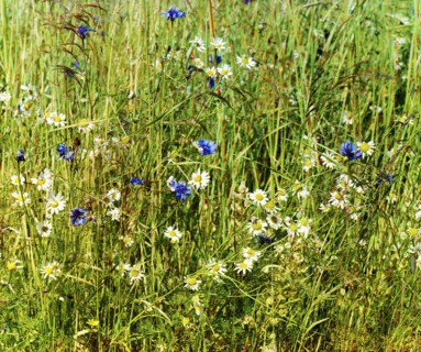 Cornflowers in a field of rye [Russian Empire], 1909. Creator: Sergey Mikhaylovich Prokudin-Gorsky.