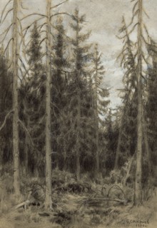 Spruce Taiga near Irkutsk, 1904. Creator: Boris Vasilievich Smirnov.