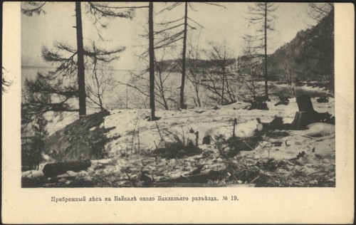 Coastal forest on Lake Baikal near the Baklany junction, 1905. Creator: Unknown.