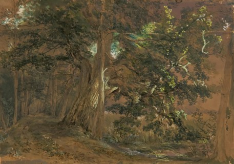 Forest interior near Lundenburg (maple group at a mountain lake), undated. Creator: Joseph Hoger.