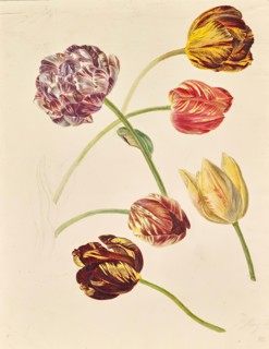 Tulips, around 1840/1850. Creator: Leopold von Stoll.
