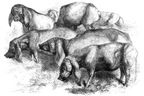 Japanese Pigs, 1862. Creator: Harrison Weir.