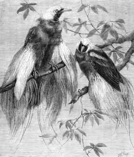 Birds of Paradise in the Zoological Society's Gardens, Regent's Park, 1862. Creator: Friedrich Wilhelm Keyl.