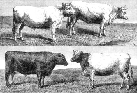 The International Cattle Show at Poissy, 1862. Creator: Harrison Weir.