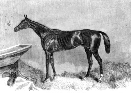 Goodwood Races: Tim Whiffler, the winner of the Goodwood Cup, 1862.  Creator: H. Hall.