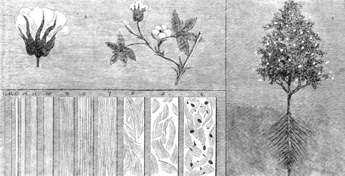 The International Exhibition - cotton manufacture: cotton in its different stages, 1862.  Creator: Unknown.