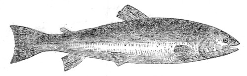 The Loch Leven Trout, 1862.  Creator: Unknown.