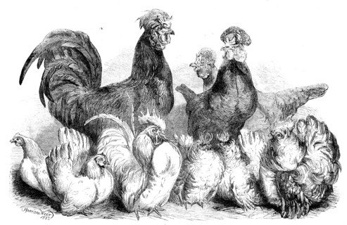 Crevecoeur fowls and Japanese bantams...at the Crystal Palace, 1862. Creator: Harrison Weir.