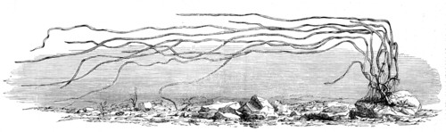 The Zostera marina, or grass-wrack, Mr. Harben's proposed substitute for cotton, 1862. Creator: Unknown.
