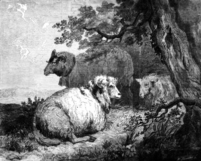 Sheep, by Morland, in the International Exhibition, 1862. Creator: W Thomas.