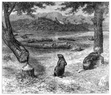 Beavers cutting down trees, 1862. Creator: Unknown.