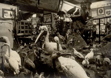 Exhibits of the West Siberian Imperial Russian Geographical Society; Birds of swamps and lakes, 1911 Creator: A. A. Antonov.