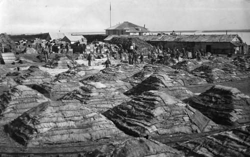 Fish salted using the dry Japanese method, folded into piles, 1910-1929. Creator: Ivan Emelianovich Larin.