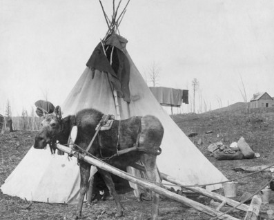 Moose harnessed for work beside tepee [i.e. tipi], 1916(?). Creator: C. W. Mathers.