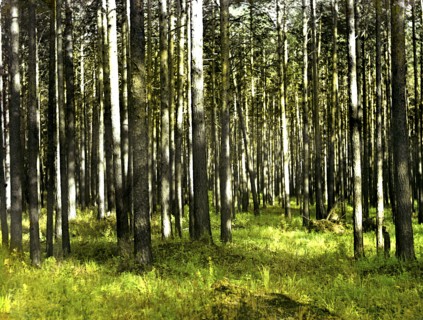 In the forest, 1912. Creator: Sergey Mikhaylovich Prokudin-Gorsky.