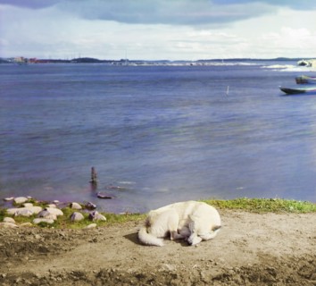 Studies on Lindozero (laika [dog breed]), 1915. Creator: Sergey Mikhaylovich Prokudin-Gorsky.