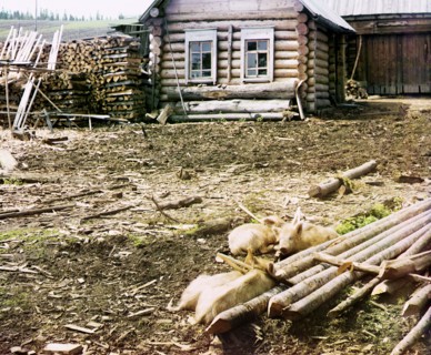 Piglets, 1912. Creator: Sergey Mikhaylovich Prokudin-Gorsky.