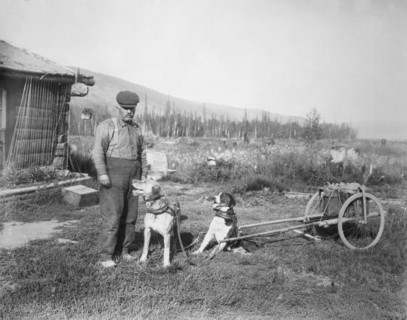 Dog cart, 1916. Creator: Unknown.