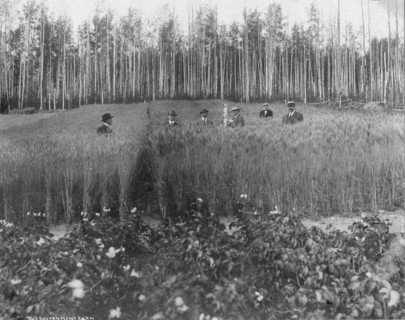Measuring height of grain on government farm, 1916. Creator: Unknown.