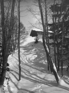 Animal tracks in the snow, 1916. Creator: Unknown.