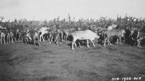 Reindeer in rather poor condition due to prolonged confinement in corral, 1926. Creator: Unknown.