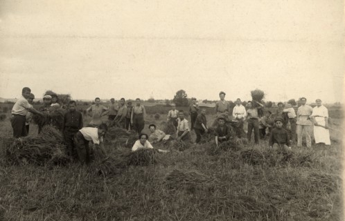 Jewish Pedagogical College and Agricultural School - At field work/Harvest, Minsk, 1922-1923. Creator: Unknown.