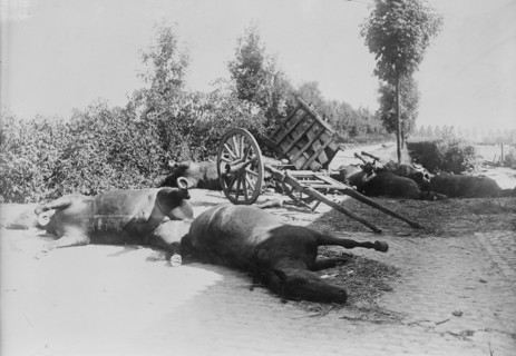 After the battle of Haelen, 1914. Creator: Bain News Service.