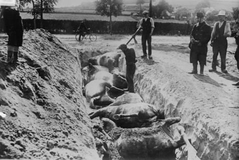 Burying horses, Battlefield of Haelen, 1914. Creator: Bain News Service.