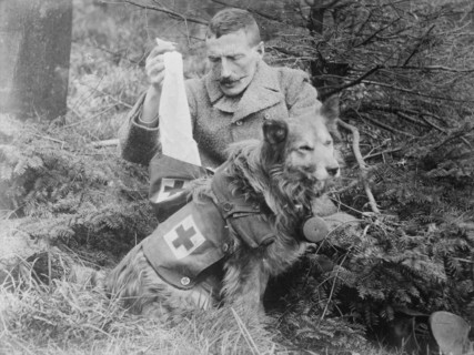 Bandages from kit of British Dog, between 1914 and c1915. Creator: Bain News Service.