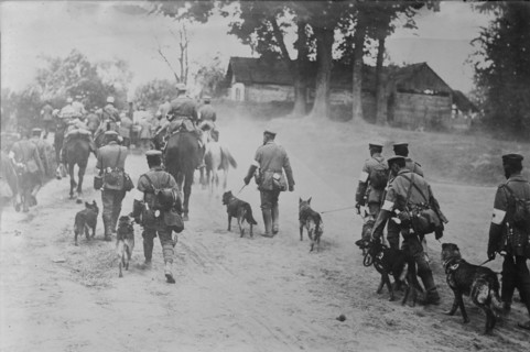 German Red Cross Dogs going to front, between c1915 and 1918. Creator: Bain News Service.