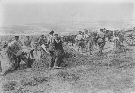 British soldiers feed horses, Apr 1917. Creator: Bain News Service.
