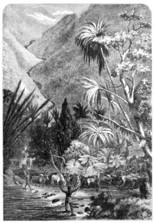 Cattle on their way to Tamatave, Madagascar, 1864. Creator: Mason Jackson.