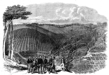 Peruvian bark tree plantations in the Neilgherry Hills, India..., 1862. Creator: Unknown.