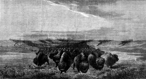 A Herd of Bisons crossing a River Bottom on the Upper Missouri, by W. J. Hays, 1862. Creator: W Thomas.