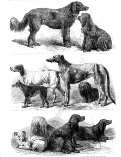 Prize dogs at the recent show, Birmingham, 1862. Creator: Harrison Weir.