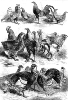 Prize birds at the Poultry and Pigeon Show recently held at Birmingham, 1862. Creator: Harrison Weir.