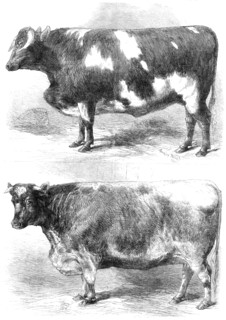 Prize animals at the Smithfield Club Cattle Show, 1864. Creator: Harrison Weir.
