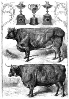 The Smithfield Club Show: prize cattle and cups, 1862. Creator: Harrison Weir.