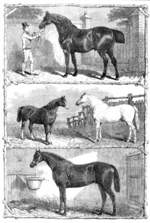 Prize horses at the Agricultural Hall, Islington, 1864. Creator: Unknown.