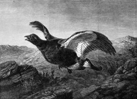 Startled, by Harrison Weir, in the Exhibition of the Institute of Painters in Water Colours, 1864. Creator: Mason Jackson.