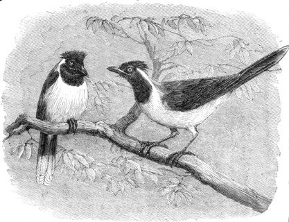 Recent additions to the Zoological Society’s Collection, Regent’s Park, 1864. Creator: Pearson.